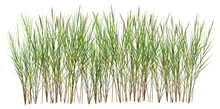 Bunch Of Wild Grass. Green Tufts Isolated On Transparent Background. Blades Of Grass	

