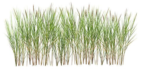 bunch of wild grass. green tufts isolated on transparent background. blades of grass