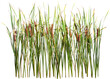 Cattail and reed plant isolated on transparent background	
