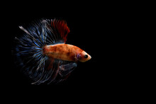 Betta Fish, Siamese Fighting Fish Original From Thailand Isolated On Different Black, Blue Or Grey Background