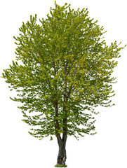 Wall Mural - tree isolated on transparent background. green foliage