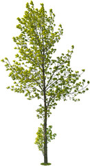 Wall Mural - tree isolated on transparent background. green foliage