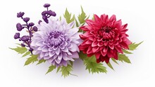 A Set Of Flowers Lavender And Chrysanthemum, Against An Isolated White Background, Crimson Red Color