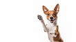 A Smiling Brown and White Basenji Pooch Eagerly Giving a High Five, Set Against a White Background