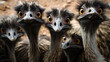 A group of curious flightless emu birds looking at the viewer. Funny birds with large eyes and cute faces.