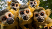 A Outdoor Portrait Of A Group Of Squirrel Monkeys Staring At The Viewer. Cute Wildlife Image Of Young Monkeys