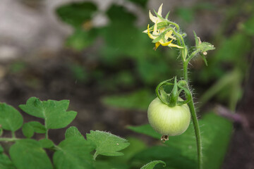 Wall Mural - Organic cultivation of young tomatoes in the garden. Ripening and flowering of tomatoes in the open ground. A bunch of green tomatoes on a bush. Tomatoes ripen in the garden. Selective focus.