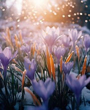 Some Purple Crocus Flowers With The Sun Shining Through Them In The Background Is Snow And Bright Blue Sky