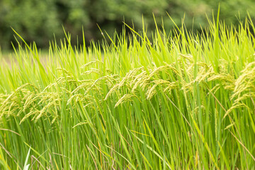 Summer, green rice fields, rice growing well