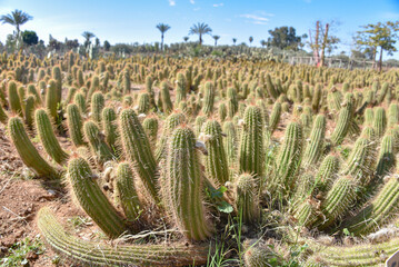 Wall Mural - Marrakech, Morocco - Feb 25, 2023: Colourful cactus species growing at the Cactus Thiemann botanical gardens