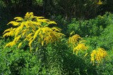 Fototapeta  - Bush with yellow flowers of Solidago virgaurea (European goldenrod or woundwort). It is a medicinal and decorative plant.