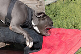 Fototapeta Łazienka - Beautiful angry dog staffordshire bull terrier. Blue american staffordshire terrier amstaff guard snatch criminal clothes. Service dog training Dog bites clothe during angry attack. Evil teeth in grin
