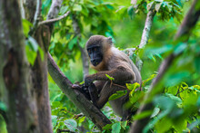 Young Drill Monkey Sitting On The Tree Branch