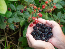 Wild Blackberries Growing Ripening Twig Natural Food