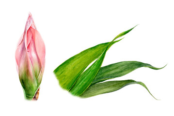 Watercolor close-up illustration of a ginger flower and leaves isolated png-file.