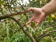 A gardener examines a broken branch of a pear tree. The storm damaged the orchard.