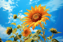 Sunflower On The Blue Sky Background