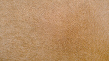 Horse Fur Skin Background, Texture Of Brown Horse Hair
