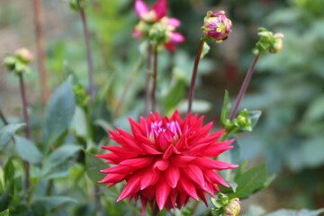 Wall Mural - Fleur de Dahlia en étoile rouge