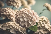 A Vintage-style Capture Of A Single Hydrangea Against Changing Backgrounds 