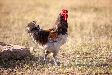 Wall Mural - colorful rooster walking in the yard on dry grass, daytime