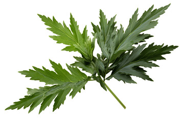 Wall Mural - Green leaves of mugwort (Artemisia vulgaris), a medicinal and culinary herb, isolated on transparent background