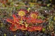 Rundblättriger Sonnentau (Drosera rotundifolia) im Hochmoor