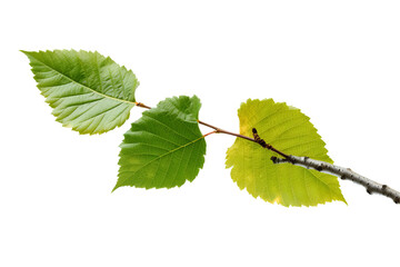 Wall Mural - Birch leaf isolated on transparent background - high quality PNG of green foliage from deciduous tree