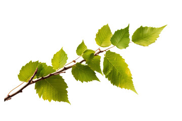 Wall Mural - Birch leaf isolated on transparent background - high quality PNG of green foliage from deciduous tree