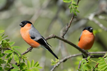 Wall Mural - Eurasian bullfinch (Pyrrhula pyrrhula)