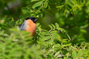 Wall Mural - Eurasian bullfinch (Pyrrhula pyrrhula)