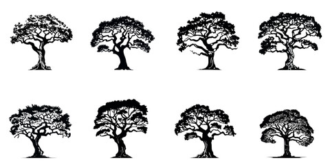 Wall Mural - Camphor tree, black silhouette on a transparent background, vector set