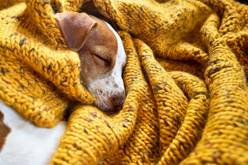 Cute jack russell dog terrier puppy sleeping on yellow knitted blanket. Funny small sleepy white and brown doggy. Concept of cozy home, comfort, warmth, autumn, winter.