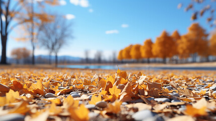 A carpet of beautiful yellow and orange fallen leaves against a blurred natural park and blue sky on a bright sunny day. Natural autumn landscape.