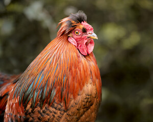 Wall Mural - Portrait of head of red rooster isolated on garden background