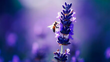 Lavender: Lavandula (with Various Species Like Lavandula Angustifolia) With Bees On It. Beautiful Violet Field