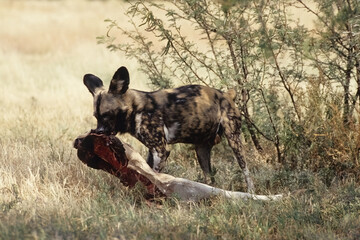 Wall Mural - African wild dog