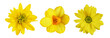 Set of different yellow flowers (chrysanthemum, narcissus; rudbeckia) isolated on white or transparent background