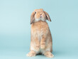 Front view of orange cute baby holland lop rabbit standing on green pastel background. Lovely action of young rabbit.