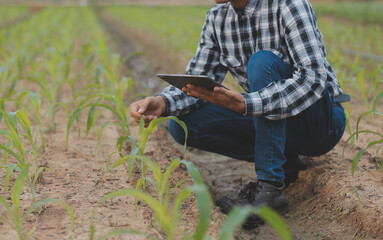 in the industrial greenhouse two agricultural engineers test plants health and analyze data with tab