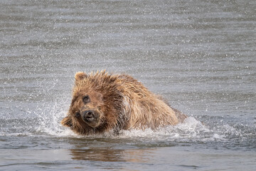 Wall Mural - Brown Bear Sow Shaking Off Water