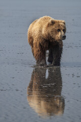 Canvas Print - Brown Bear Clamming on Tide Flats