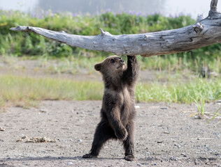 Wall Mural - Brown Bear Cub Playing Under Log