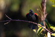 Red Winged Blackbird Calling Out