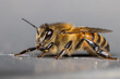 Close Up of Honey Bee on a Grey Ground