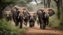 African Elephants Running In Forest Towards Camera, More Realistic Foreground, At High Shutter Speed. Wildlife Animal, Mammal, Safari, Trunk, Wild, Nature.