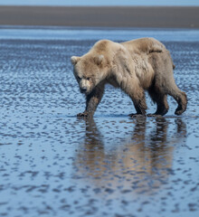 Sticker - Bear Clamming on Mud Flats