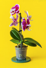 Phalaenopsis Orchid Seedling On A Yellow Background