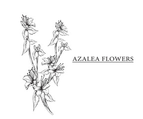 Wall Mural - azalea flower vector sketch illustration. Hand drawn tropical floral and natural design elements. isolated white background.