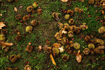 Wall Mural - chestnuts autumn leaves background top view